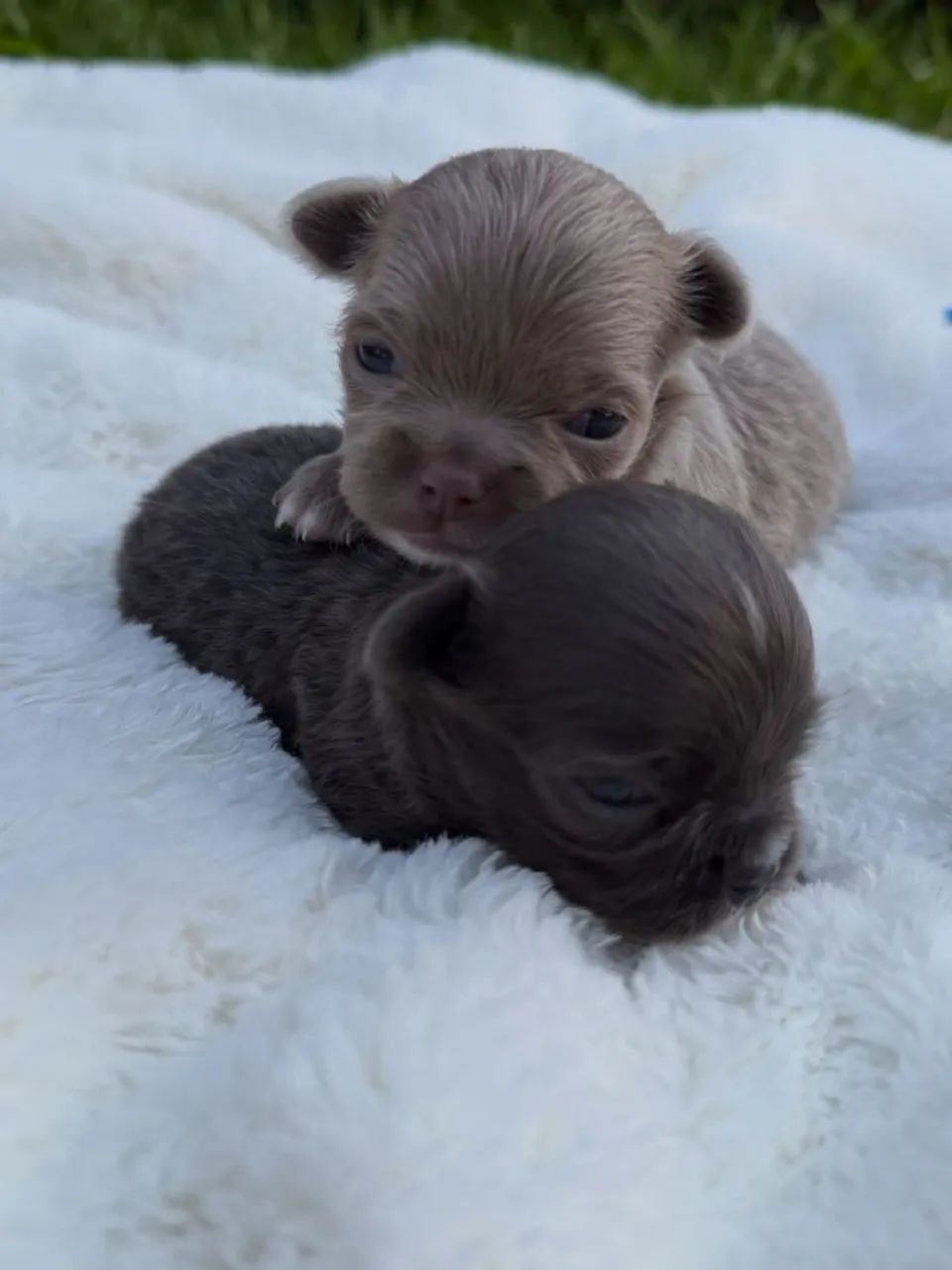 Chihuahuas  - Foto 2