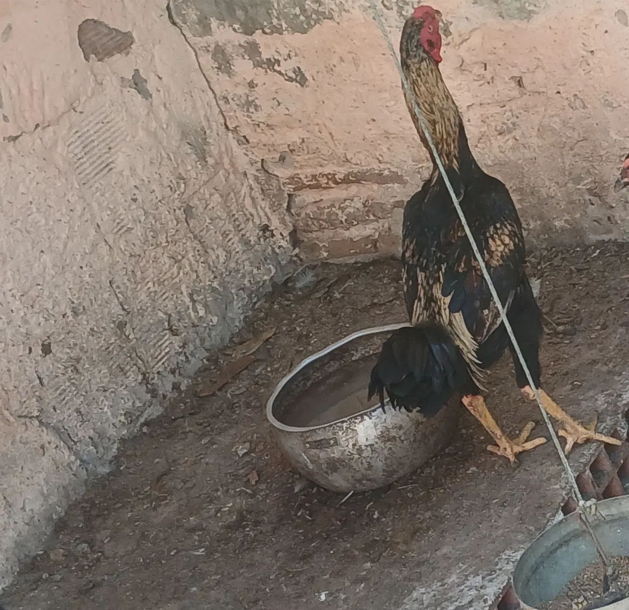 2 frango macho 