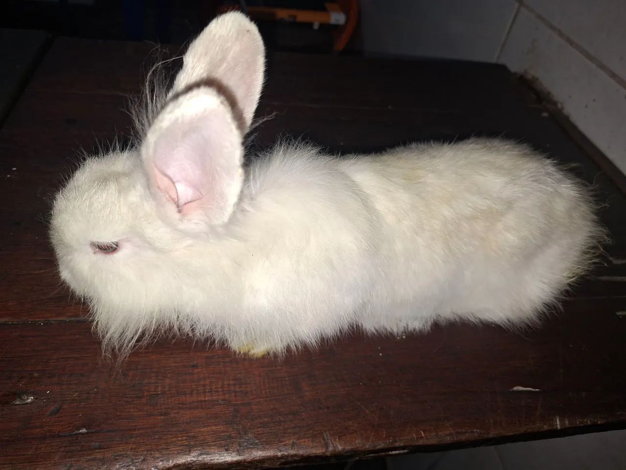 Vendem-se coelhos filhotes - Foto 2
