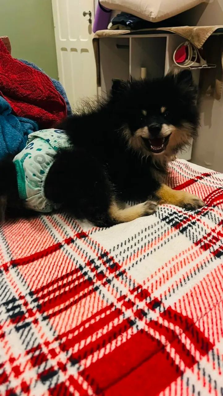 Vendo Spitz Alemão macho - Foto 3