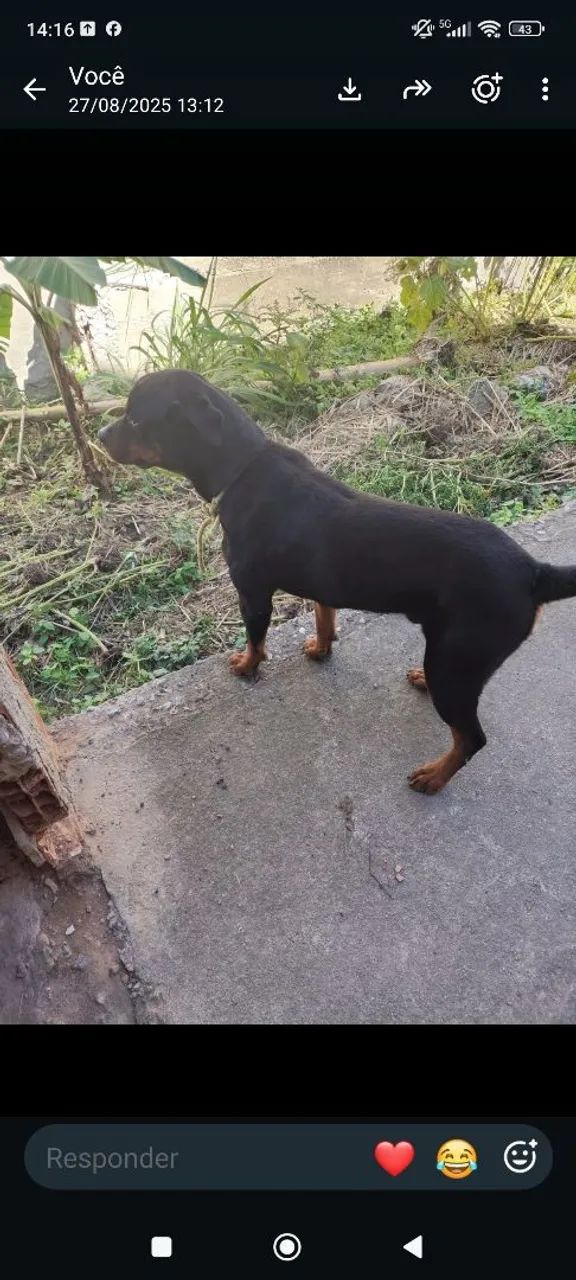 Doação de Rottweiler  - Foto 4