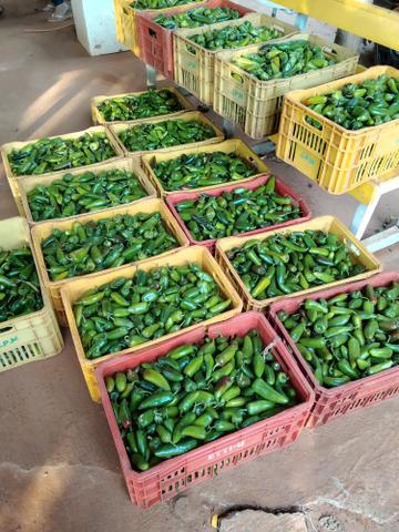 Pimentas JALAPENO muito boa !!