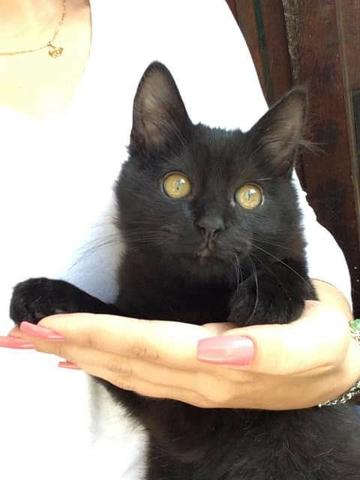 Adoção conjunta de gatos - castrados e vacinados - Foto 3