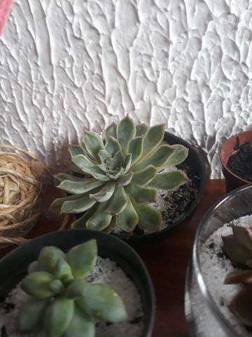 Cactos e suculentas - Foto 5