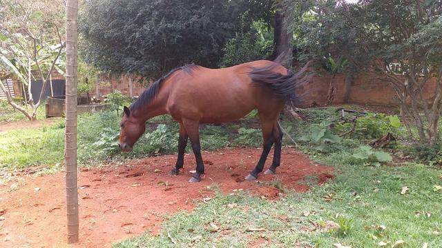 Égua quarto de milha - Foto 3