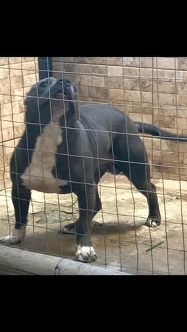American bully - Foto 2