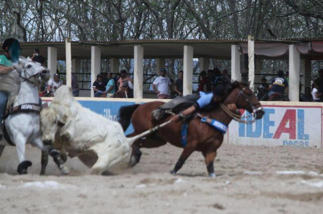 Cavalo de esteira - Foto 2