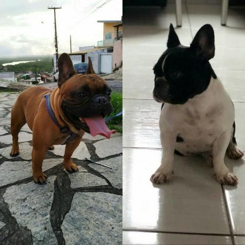 Bulldog francês