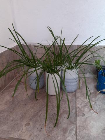Plantas - Foto 2