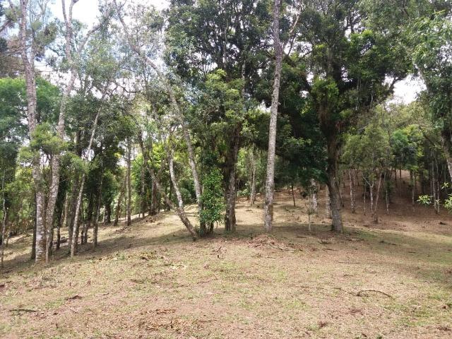 Terreno em Avenquiha - Campo Alegre, 30.000 m.² - Foto 12