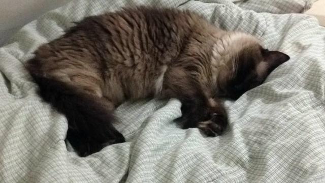 Adoção conjunta de gatos - castrados e vacinados