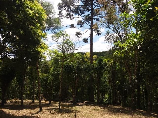 Terreno em Avenquiha - Campo Alegre, 30.000 m.² - Foto 9