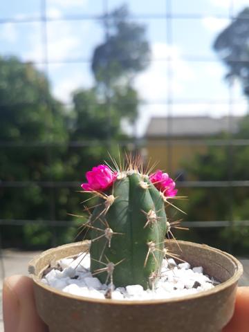 Cactos e suculentas - Foto 3