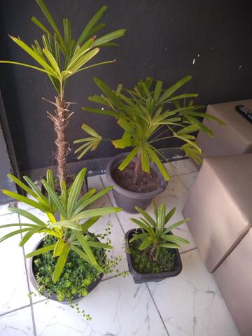 Plantas