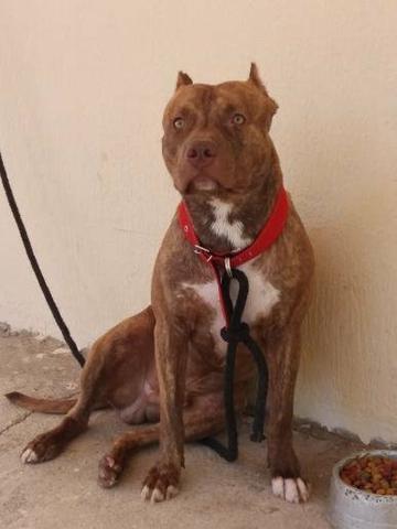 Filhotes pitbull - Foto 4
