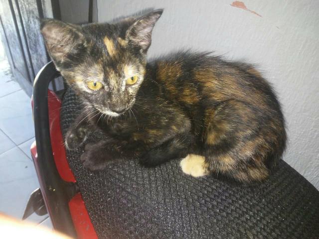 Gato para adoção - Foto 3