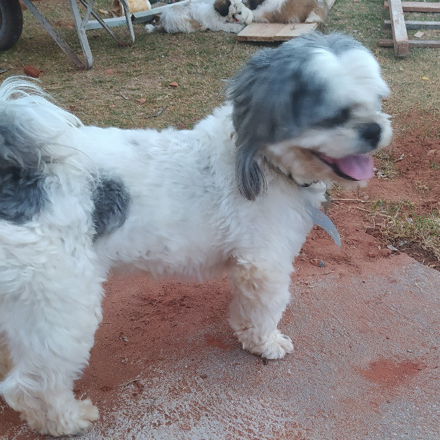 Padreador - Lhasa Apso - Foto 3