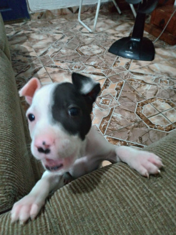 Pitbull filhote - Foto 2