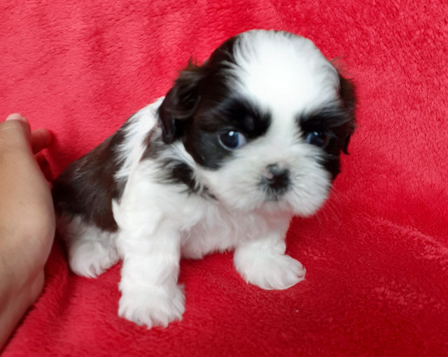 Linda filhote de Shih tzu micro.