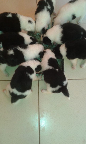 Border collie fêmeas ótimo padrão - Foto 3