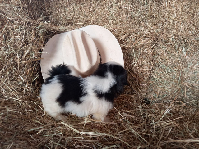 Shih tzu macho opção de pedigree - Foto 5