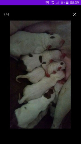 Filhotes de pitbull - Foto 2