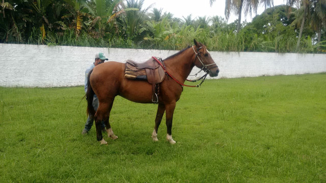 Mangalarga marchador