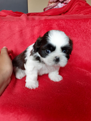 Linda filhote de Shih tzu micro. - Foto 4