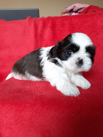 Linda filhote de Shih tzu micro. - Foto 6