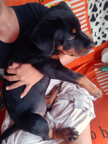 Filhote De Rottweiler fêmea - Foto 2