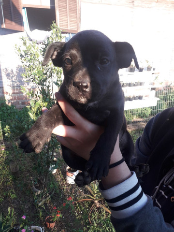 Cachorros pitbull rednose n é puro - Foto 4
