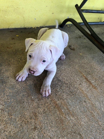 Filhotes de Pitbull - Foto 4