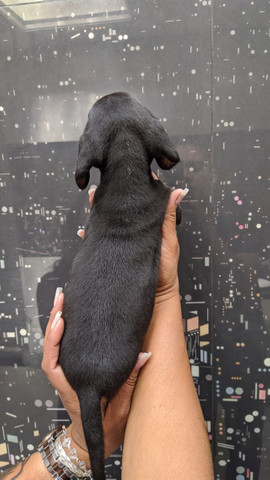 Teckel , lindos filhotes! com pedigree - Macho e Fêmea - Foto 4