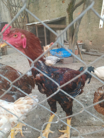 Vendo frango - Foto 2