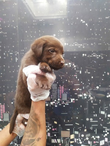 Labrador - parcelamos em até 12x - com pedigree, contrato, suporte veterinário - Foto 4