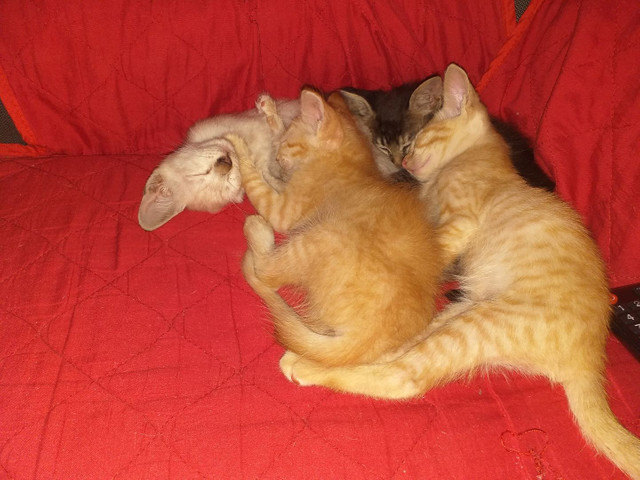 Doação de gatinhos