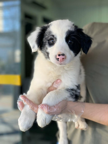 Border Collie,filhotes com garantia de saúde, pedigree e auxilio veterinário,confira!