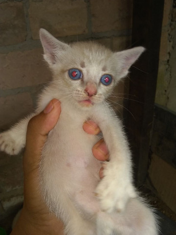 Gatos siamês - Foto 3