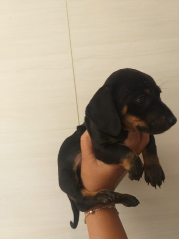 Teckel - parcelamos em até 12x - com pedigree, contrato, suporte veterinário - Foto 2