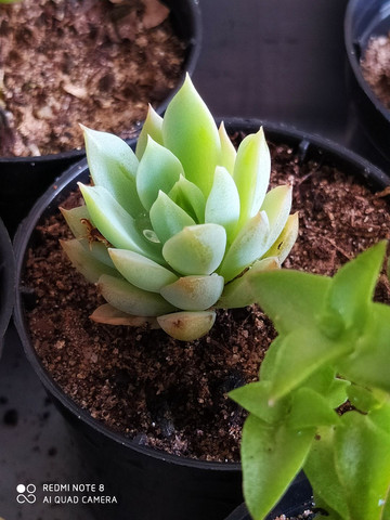 Plantas - Foto 2