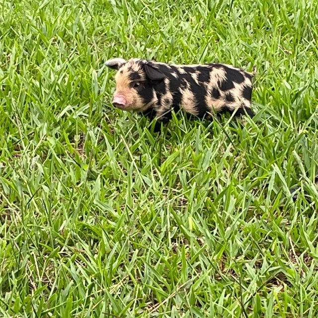 Mini pig | +56 anúncios na OLX Brasil