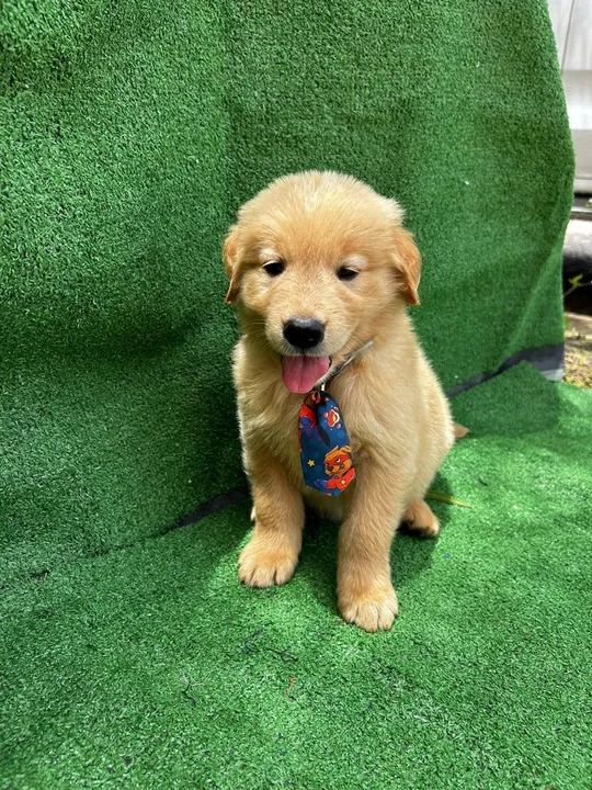 Filhote golden retriver 