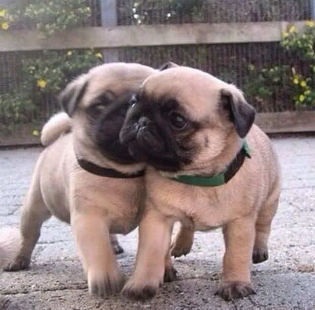 Dois filhotes de Pug 