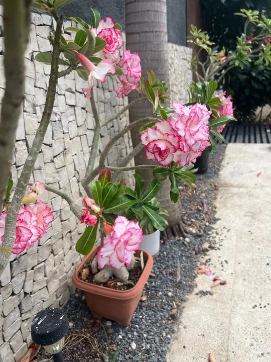 Rosa do Desseto64315084948865120