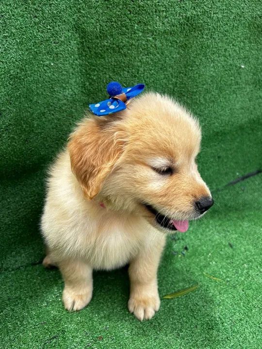 Filhote golden retriver  - Foto 6