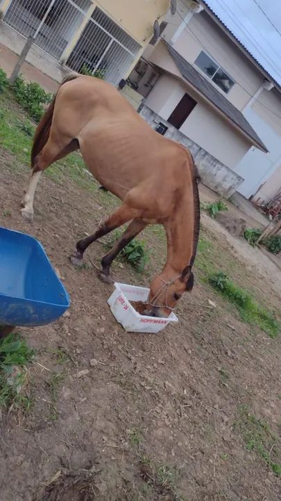 Cavalo crioulo ! Vendo, troco por algo do meu interesse e aceito proposta! Aceito cartão - Foto 2