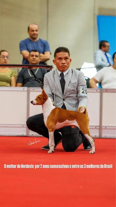 Filhote de Basenji - Foto 2