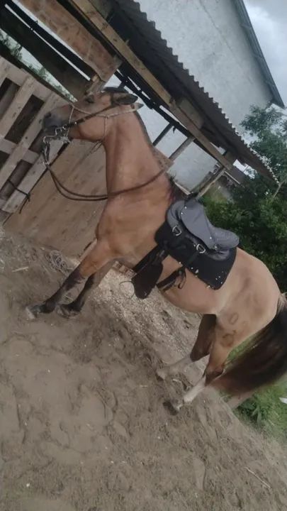 Cavalo crioulo ! Vendo, troco por algo do meu interesse e aceito proposta! Aceito cartão