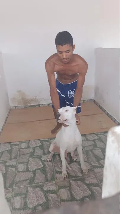 Filhote de Dogo Argentino - Foto 3