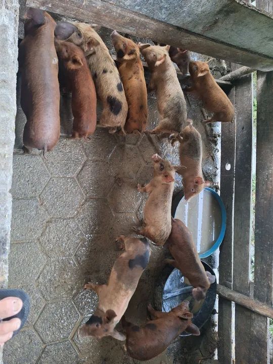 Filhotes de porco para venda